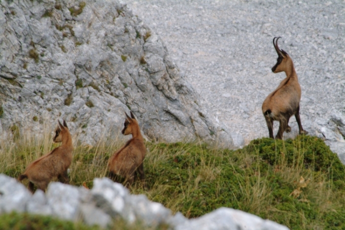 Camoscio d''Abruzzo Rupicapra pyrenaica ornata